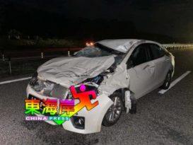 ◤有条件行动管制令◢ 人类乖乖待在家  野生动物纷纷出街  被撞死