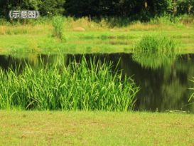 公公住家后院玩乐失踪 1岁半幼童坠鱼塘溺毙