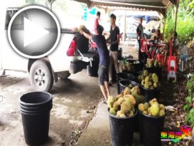 贩商：人民消费力弱 榴梿热潮    恐难持久（有视频）