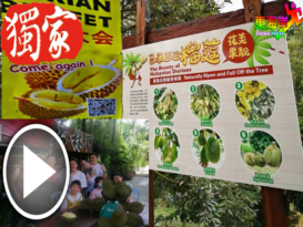 【今日东海岸头条】 文冬市议会正式“亮绿灯” 榴梿园开放    迎饕客（有视频）