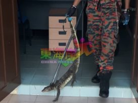 3个月没开课    四脚蛇校园狂欢