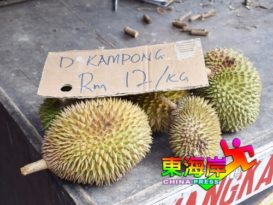 缺货加上收购商抢购甘榜榴梿每公斤卖RM12