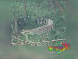 巴西富地 3公尺鳄鱼出没
