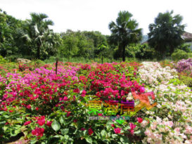 市议会种植街景花饰   关丹市区  添妩媚