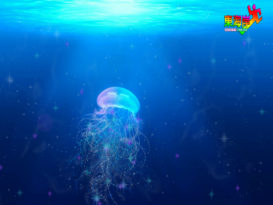 督峇里海边出现水母 公众及儿童禁下水