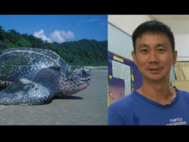 4至7月海龟产蛋季  生产处温度 决定雌雄