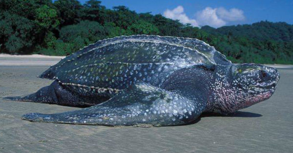 登嘉楼早期最出名的杨桃龟（leatherback turtle），也已在大马海域不见踪影。（取自网络）