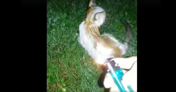 视频中看见小猫被人蓄意点火燃烧。（视频截图）