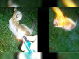 大马动物协会 悬赏1万令吉  势要找出虐猫凶手