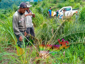 野象出没破坏农作物 话望生20种植者面临巨损