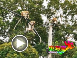顽猴“齐天大圣”来了！猴子猴孙大闹住宅区