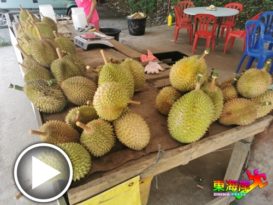 产量少   价格高今季榴梿    不便宜（有视频）