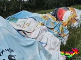 文积新村 苍蝇满村飞疑种植区囤鸡粪招引