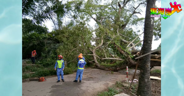 大树倒下后横档在路中央，阻断交通往来。