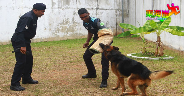 训练员与警犬示范，如何追捕疑犯。