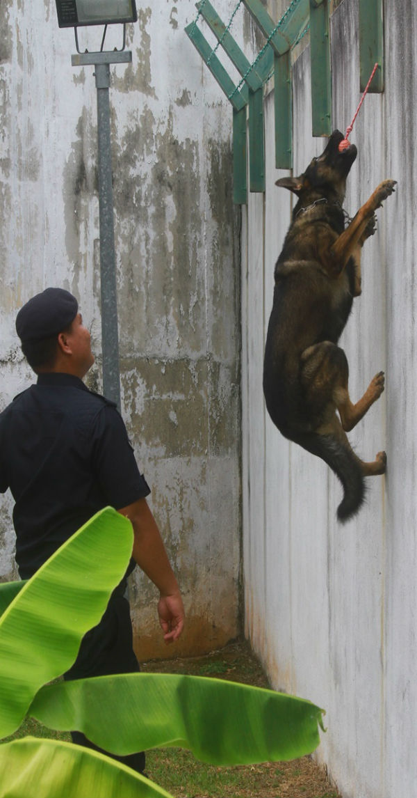 警犬每天都须接受不一样的难度的训练。