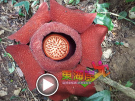 翻山越岭  看莱佛士花    罗京森林区曾掀起赏花热