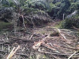 野象群闯入油棕园 350棵棕树遭毁坏