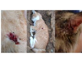 七旬老人极度厌恶猫   气枪射杀 毙了！