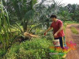 【我的故事】从零摸索‧辛劳换满足感 崔开荣 吃得苦“棕”苦（有视频）