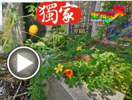 清明节后野苦瓜盛开   义山长满遍地黄花