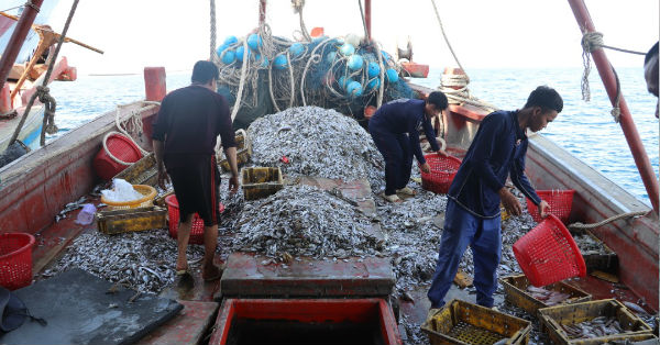 潜入大马海域进行双拖的越南渔船上，截满各种类鱼获。