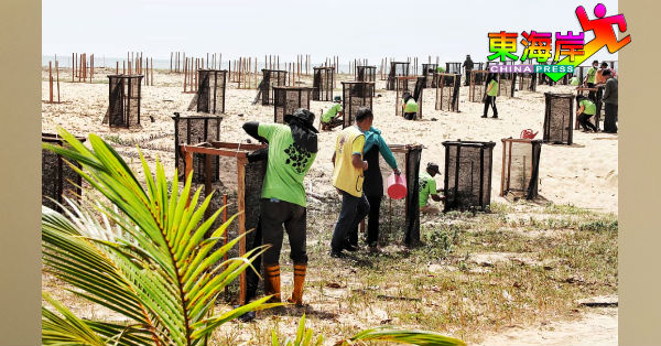 彭州森林局员工及国际狮子会成员在海滩上，种下木麻黄树和椰树苗。