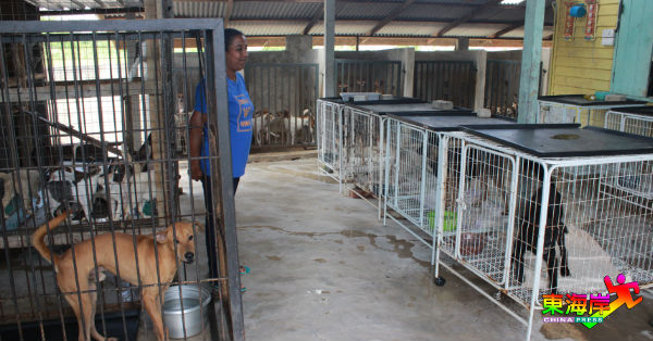 关丹Persatuan Pencinta Haiwan Terbiar收容所目前共有150只流浪狗及40只猫。