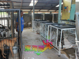 非牟利组织收留200猫狗    “我不能放弃它们”