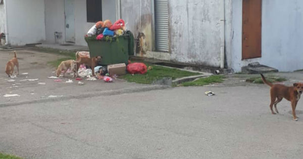 早前甘孟大街后巷，大垃圾桶溢满，而导致垃圾掉落及野狗上前翻找。（村民刘富林提供）