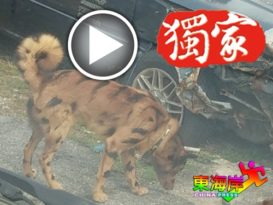 文冬出現“虎斑”狗！