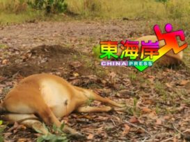 暴风雨骤然来袭  7头牛遭雷殛