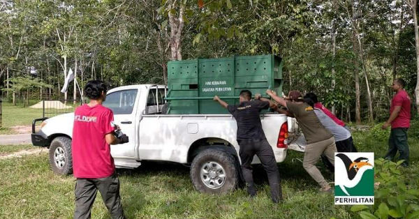 大马野生动物局人员将受伤雌马来貘装箱后，准备送往霹雳国家野生动物拯救中心治疗。