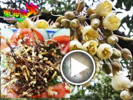 榴梿花变桌上菜肴  油炸、清炒不妨一试