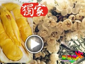 猫山王之花霸气足    赏花另类体验火红