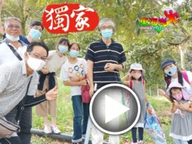 慕名入山尝果王赏花  榴梿花风采日本人也赞！