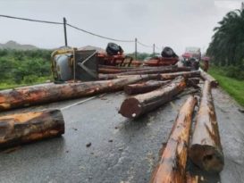 载树桐罗厘雨中翻覆  树桐拦路司机轻伤