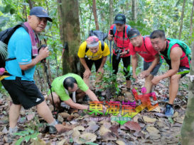 雨后春笋般成长争艳斗丽   武吉柏灵栋山 寻菌去