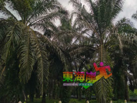 果价走出低迷连月看涨 油棕园主   终露笑脸
