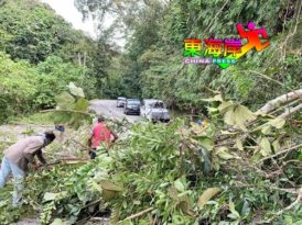 树倒拦路 　情人瀑布路交通中断
