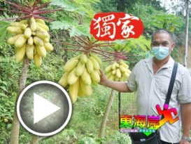 财神庙种植象征好运  “皇木瓜” 旺善信