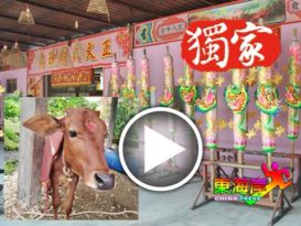印裔信徒送“红牛”    财神庙迎金牛年