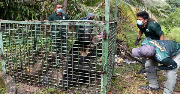 登州国家公园及野生动物局缉捕队成员，到加兰柏拉岸检查掉进陷阱的马来熊。