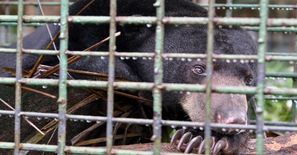 70公斤重马来熊被捕后，在笼内等待发落。