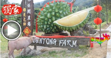 休闲农场引进吉祥物  粉红水牛 带来好运