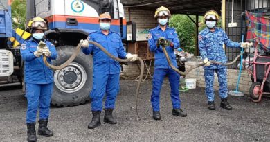酷热天气  毒蛇潜民宅避暑