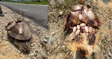 疑寻找地方产卵    西瓜龟被撞死