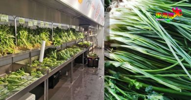 【今日东海岸】天气转变致蔬菜产量减 青葱每公斤20至30令吉 好贵！