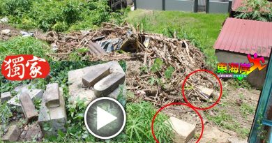 百年日本古墓 不见了  土地变榴梿园 移坟工作受阻