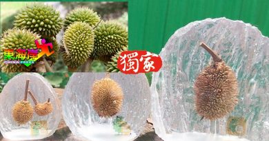 小榴梿 制成纪念品手礼  美观吸睛受游客欢迎